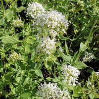 Centranthus ruber 'Albus'